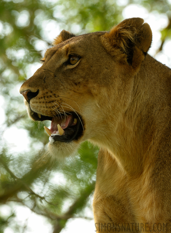 Panthera leo leo [400 mm, 1/250 sec at f / 9.0, ISO 800]